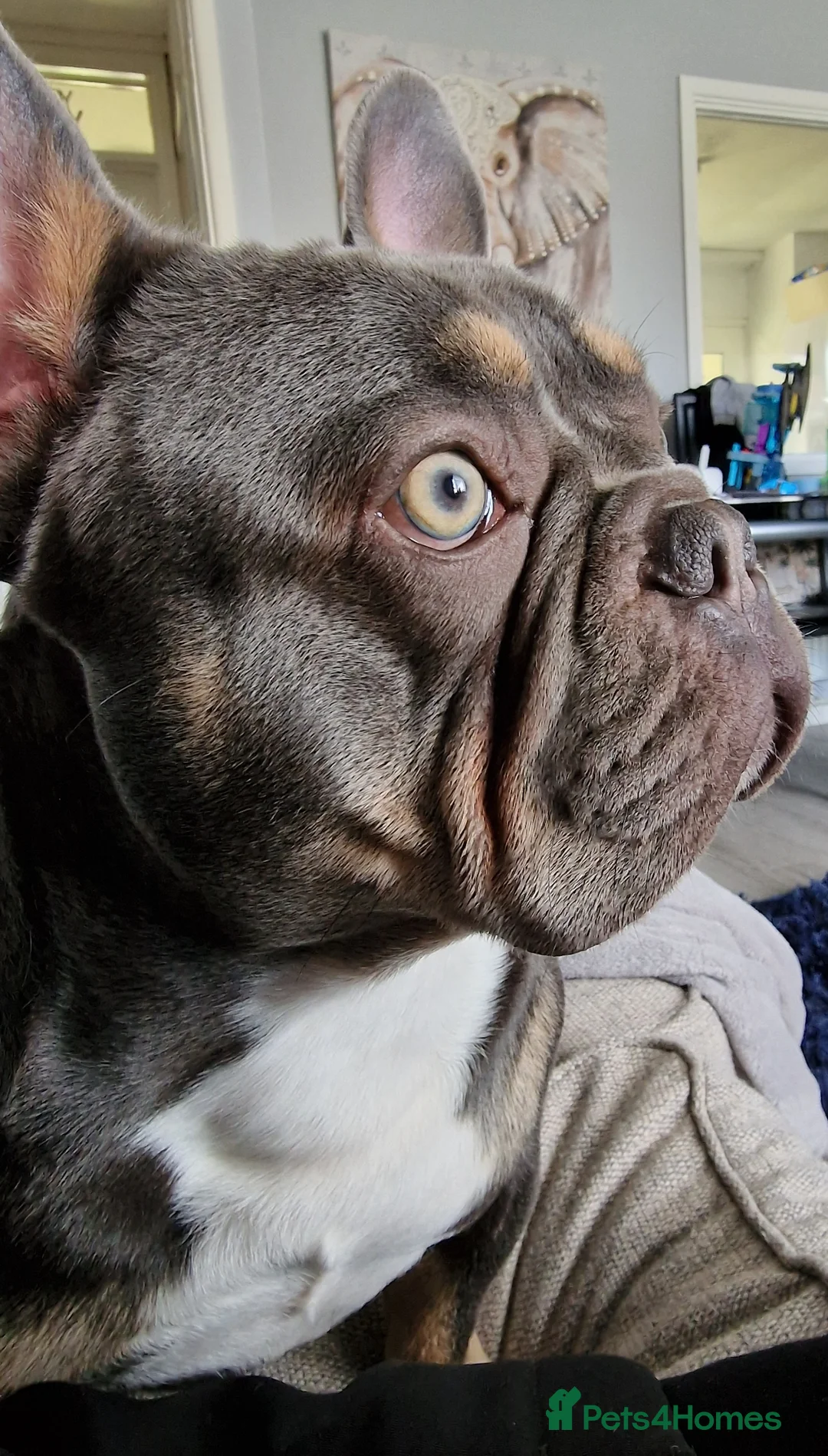 French Bulldog dogs for sale: 5 year old male french bulldog - Advert 7