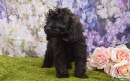 Cockapoo dogs for sale: READY NOW !! sable & brindle tri colour cockapoos - Image 32