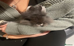 Lionhead rabbits for sale: Baby male lion head rabbit  - Image 1