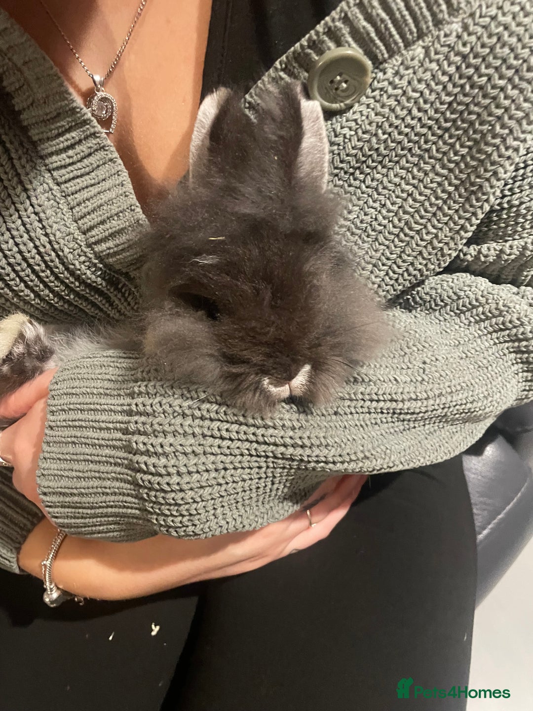 Lionhead rabbits for sale: Baby male lion head rabbit  - Image 1