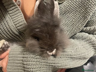 Lionhead rabbits - Advert 3