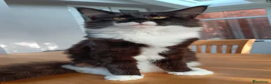 Blotch