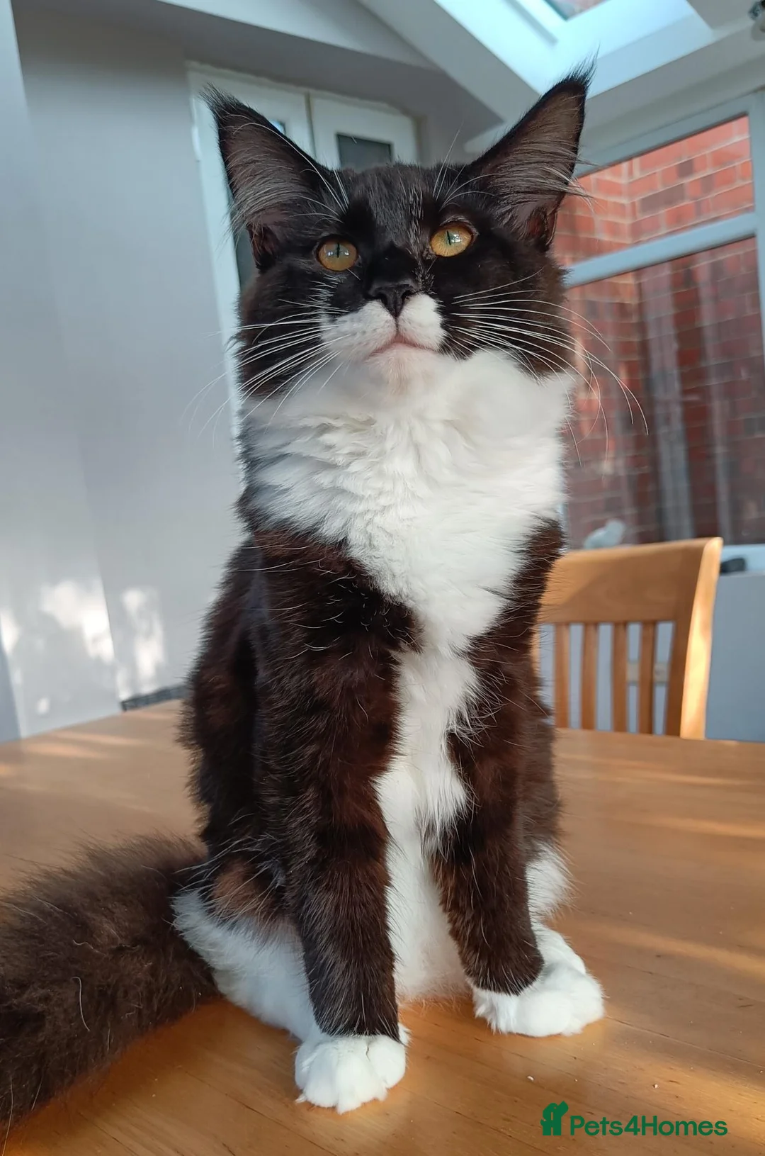 Maine Coon cats for sale: Much-Loved Tuxedo Maine Coons Seeking New Homes in Horncastle - Advert 7