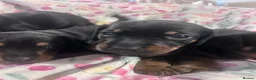 Jackshund dogs for sale: Jackhund puppies  - Advert 4