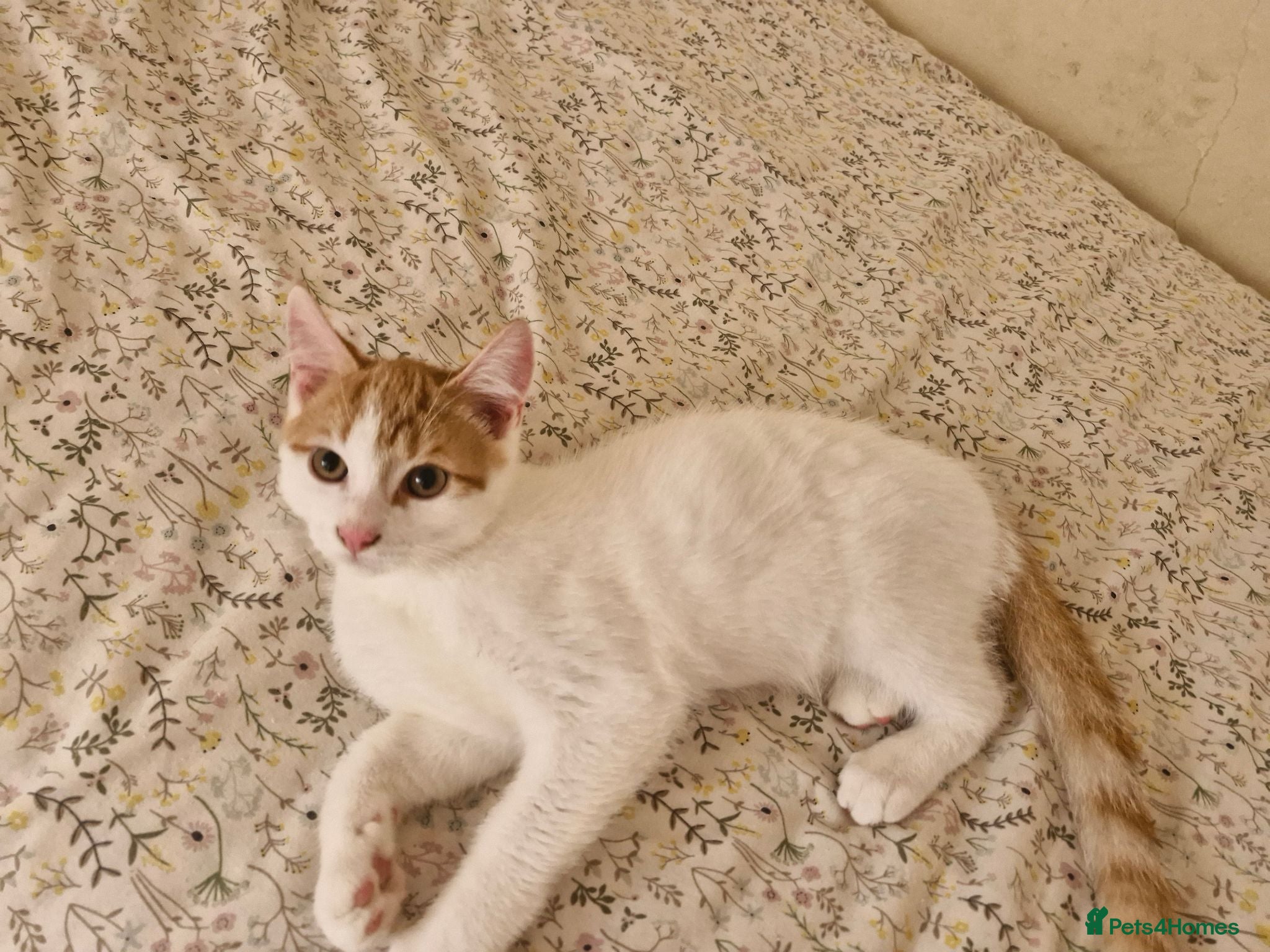 Mixed Breed cats 4 adorable kittens, looking for their new homes - Advert 1
