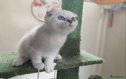 Scottish Fold cats for sale: Full Pedigree Kitten available - Image 10