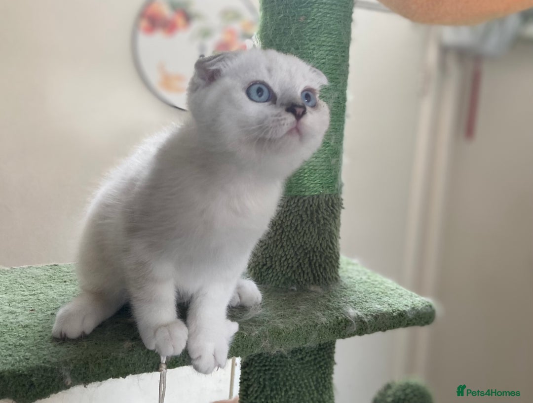 Scottish Fold cats for sale: Full Pedigree Kitten available - Image 10