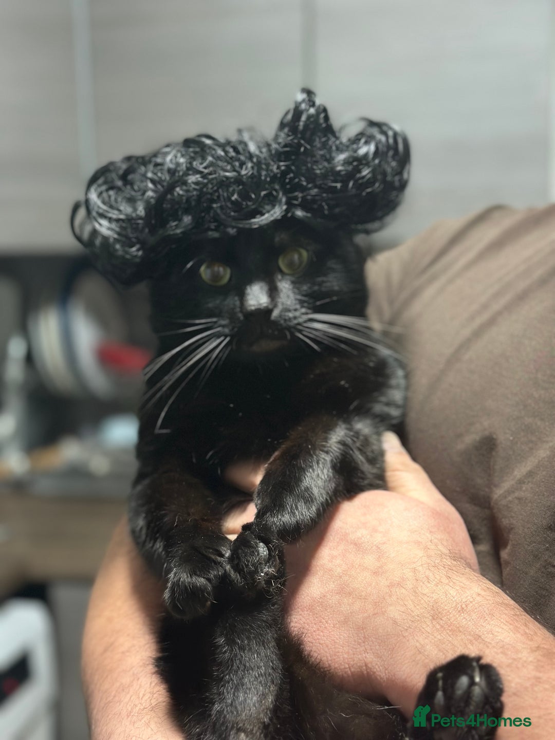 Asian cats for sale: Free black cat  - Image 3