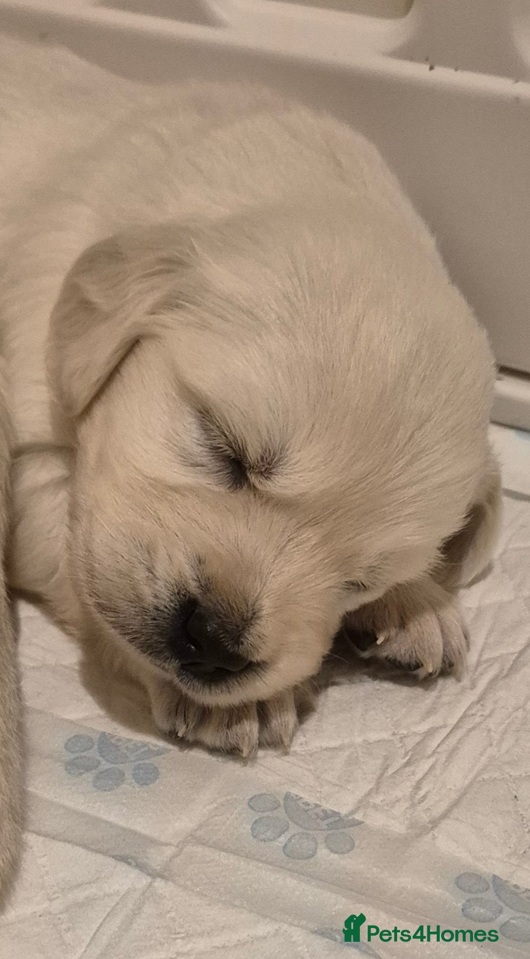 Golden Retriever dogs  HEALTH TESTED PARENTS KC Golden Retriever puppies - Advert 4