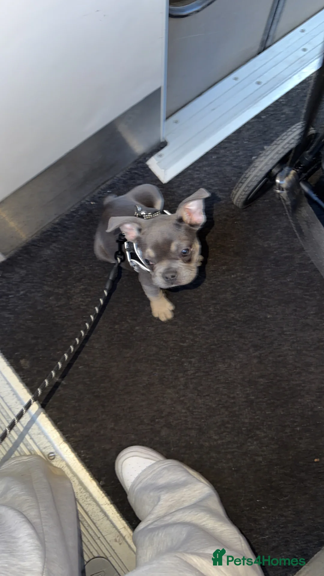 French Bulldog dogs for sale: 16 weeks old French bulldog  - Advert 2