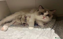 Ragdoll cats for sale: Beautiful Ragdoll Kittens - Advert 6