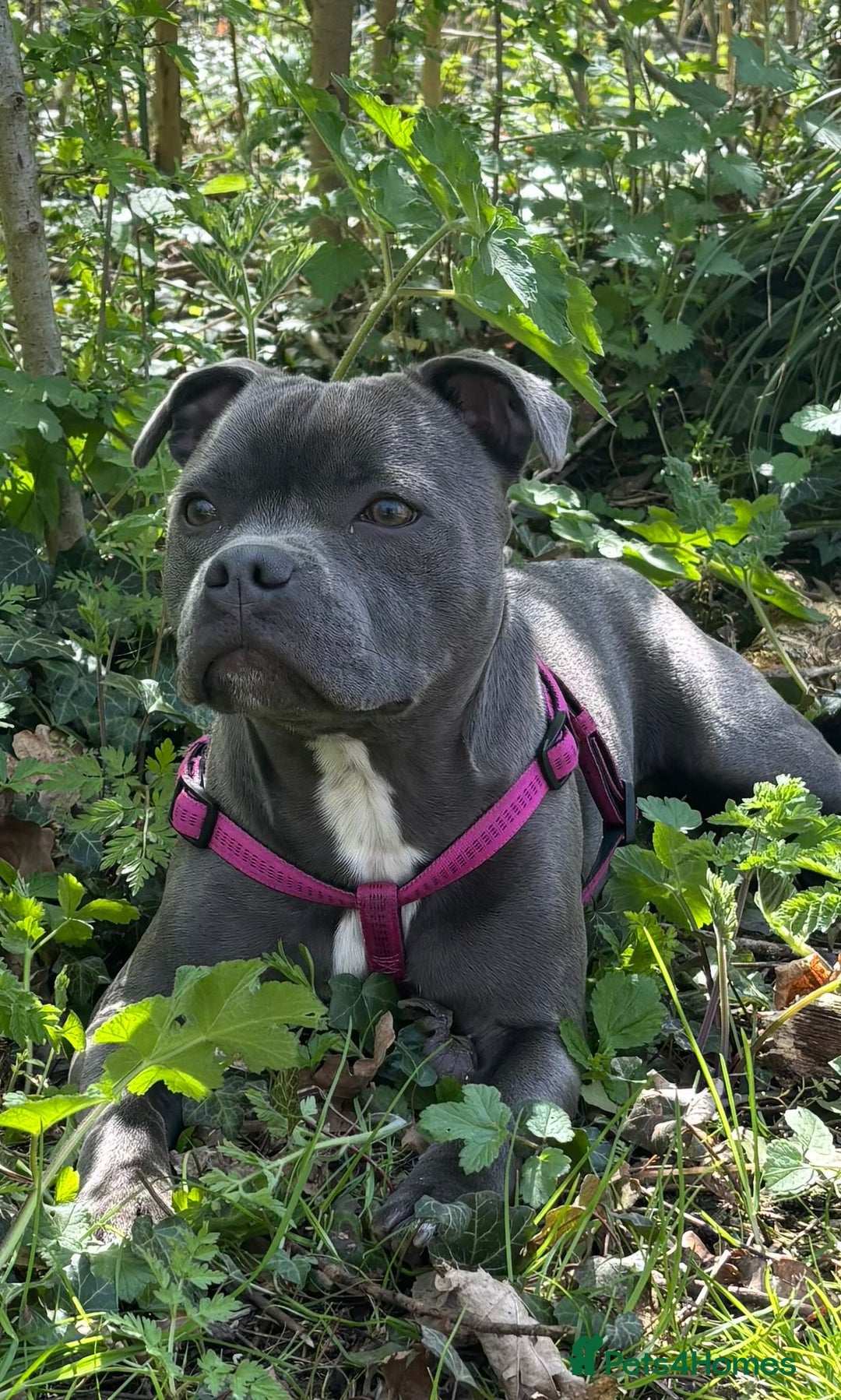 Staffordshire Bull Terrier dogs for sale: Blue chunky Staffordshire pups - Advert 12