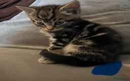 Mixed Breed cats for sale: 2 male kittens  - Image 2