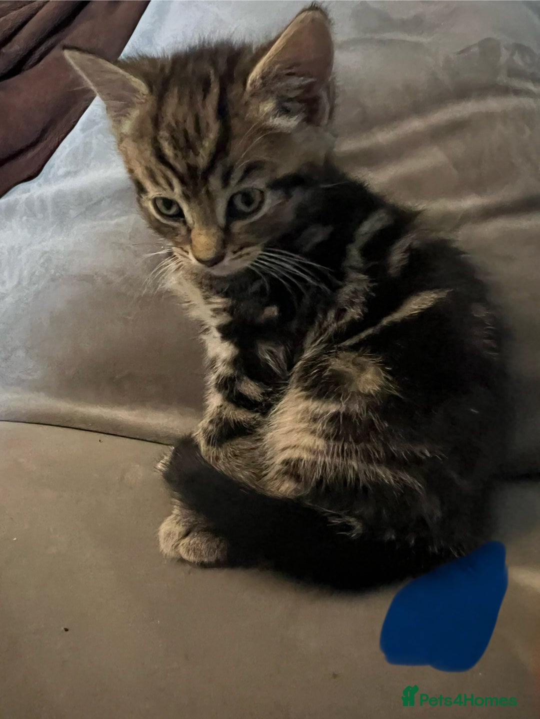 Mixed Breed cats for sale: 2 male kittens  - Image 2