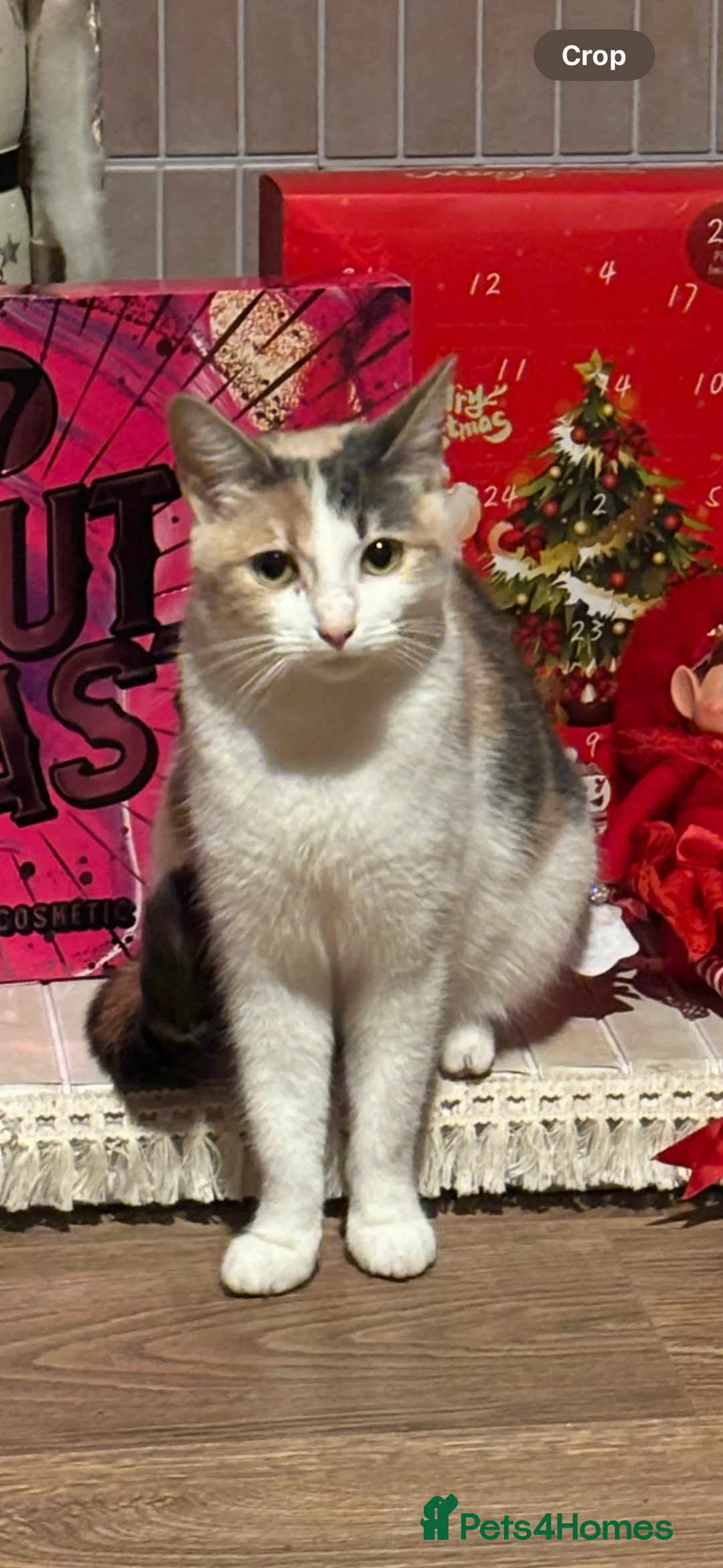 Mixed Breed cats for sale: Lolly  - Advert 4