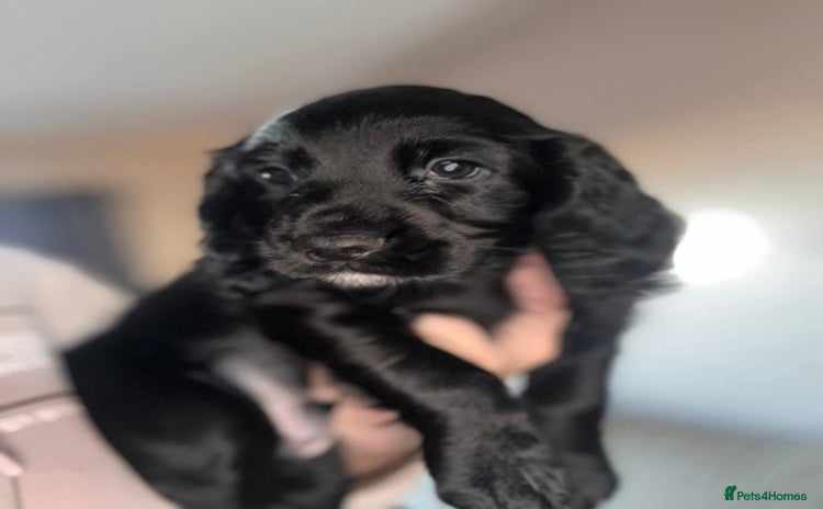 Cocker Spaniel dogs  2 K.C. Registered W C cocker spaniel boy puppies - Advert 1