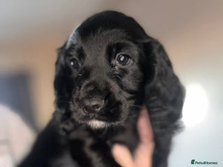 Cocker Spaniel dogs 2 K.C. Registered W C cocker spaniel boy puppies - Advert 2