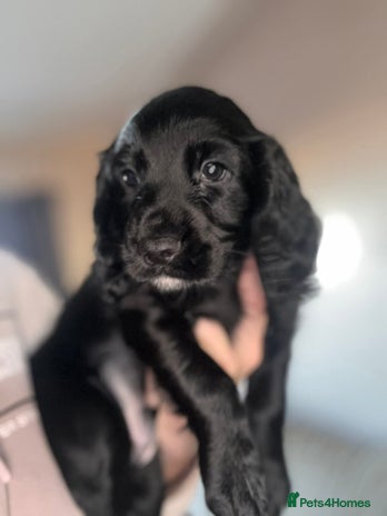 Cocker Spaniel dogs 2 K.C. Registered W C cocker spaniel boy puppies - Advert 1
