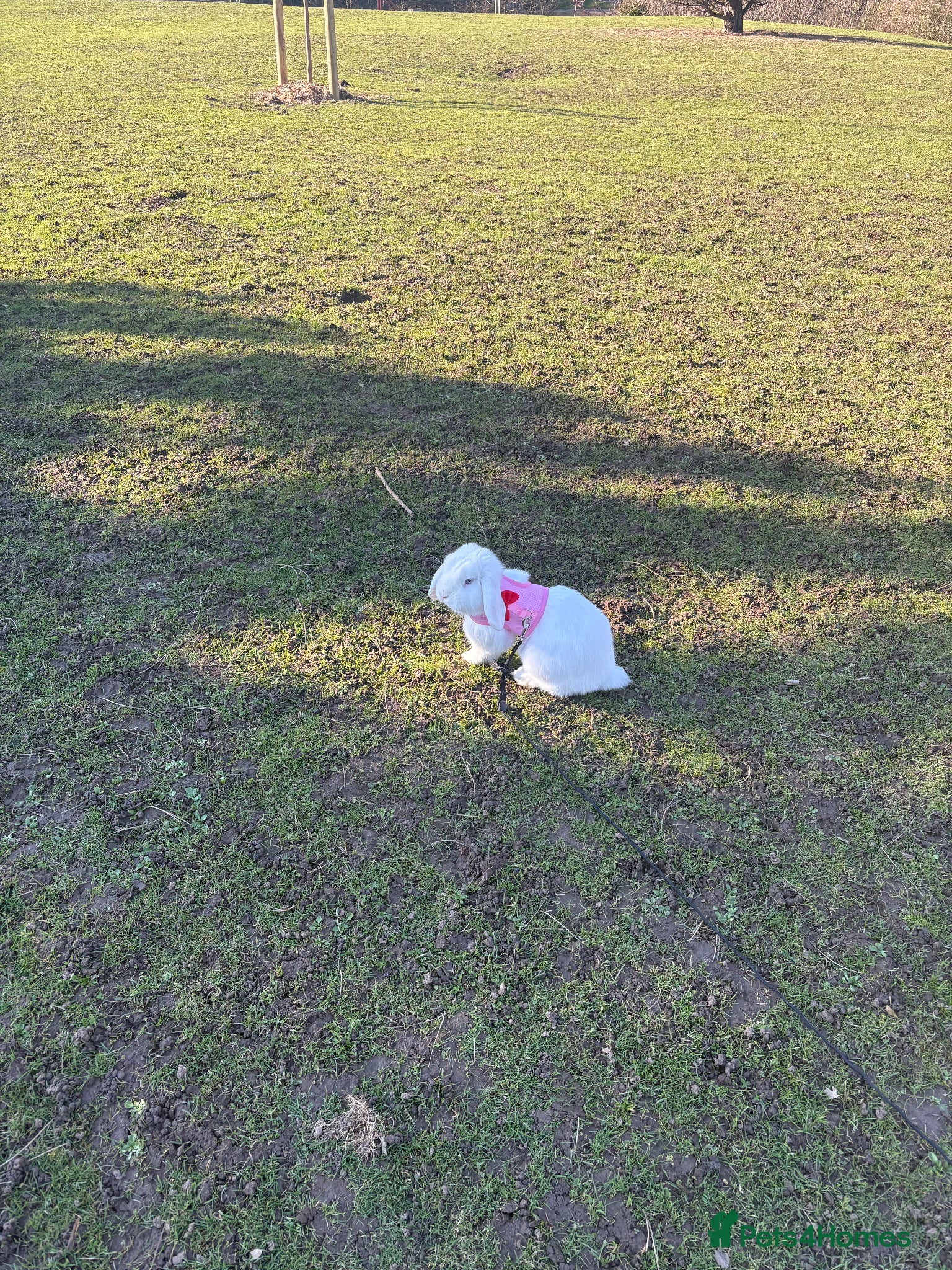 Mixed Breed rabbits Gorgeous Male Rabbit - Advert 12