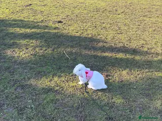 Mixed Breed rabbits Gorgeous Male Rabbit - Advert 12