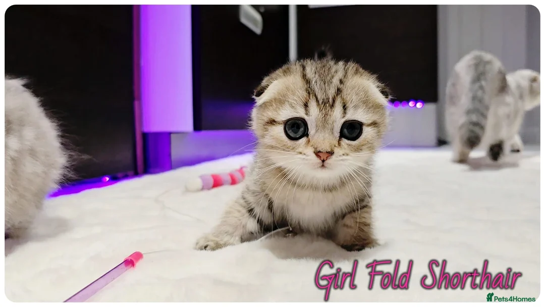 Scottish Fold cats for sale: Scotish Fold Kittens - Advert 16