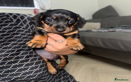 Miniature Dachshund dogs for sale: 2 miniature dachshunds - Image 7