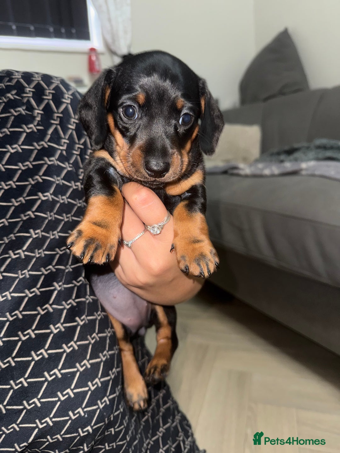 Miniature Dachshund dogs for sale: 2 miniature dachshunds - Image 7