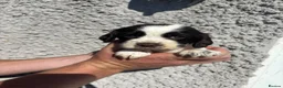 Cocker Spaniel dogs for sale: Cocker spaniel puppys - Advert 6