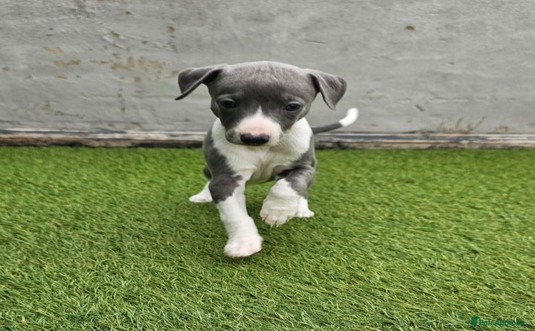 Whippet dogs - Advert 2