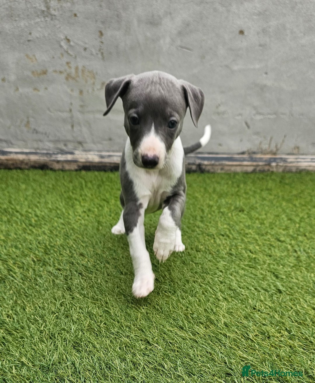 Whippet dogs for sale: Kc pedigree female whippet puppy  - Image 1