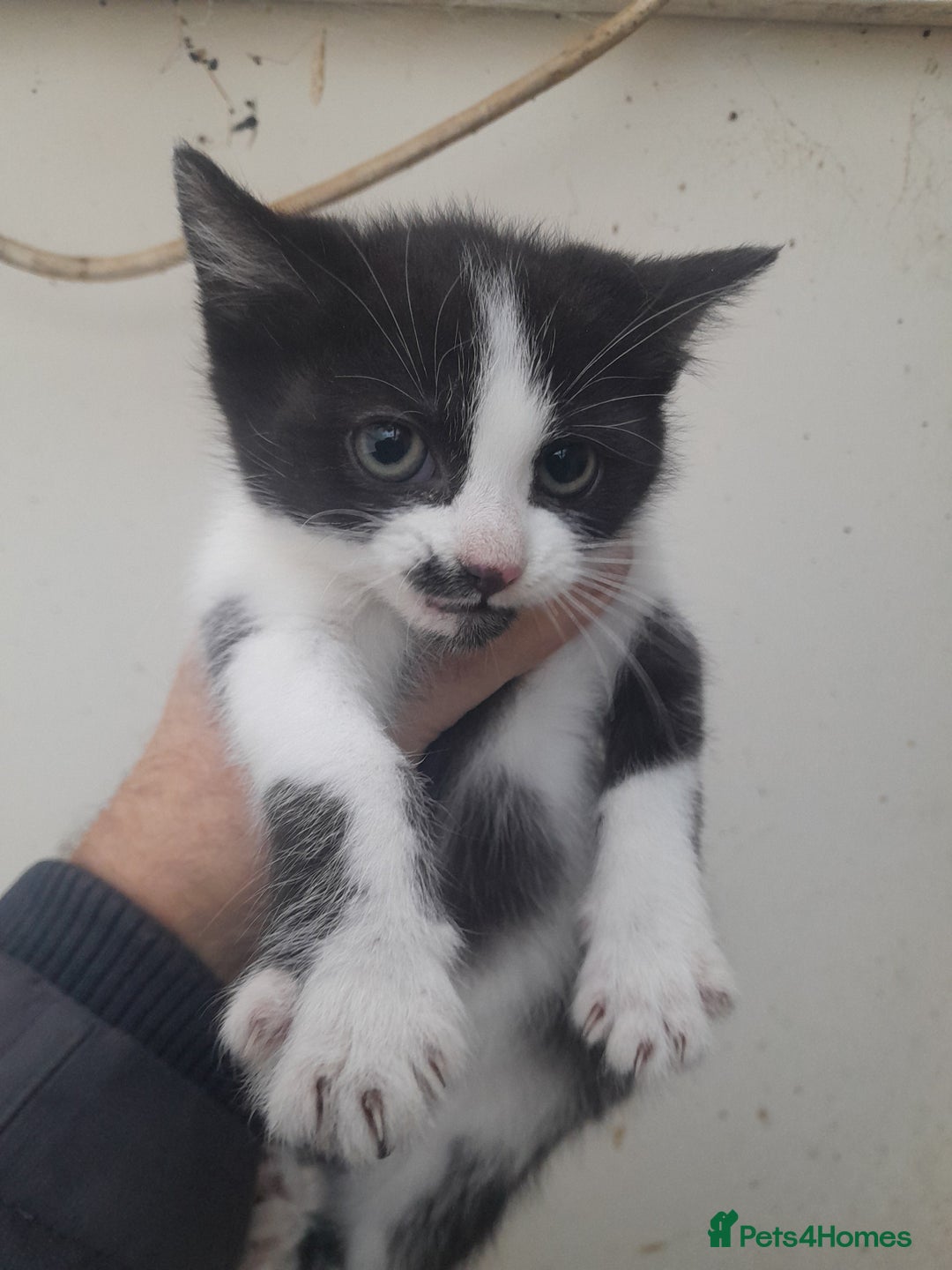 Manx cats for sale: Manx tailless kittens - Advert 7