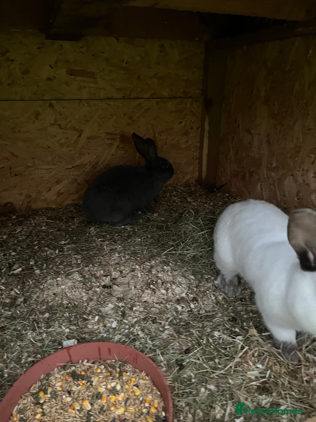 Mixed Breed rabbits for sale: They are very friendly and good with children  - Advert 2