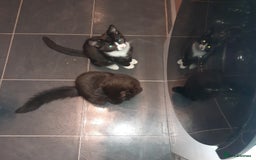 European cats for sale: Lovely kitten - Image 2