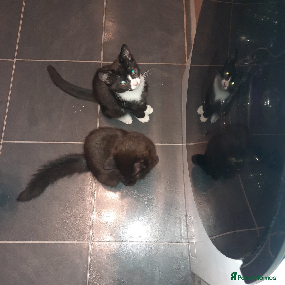 European cats for sale: Lovely kitten - Image 2
