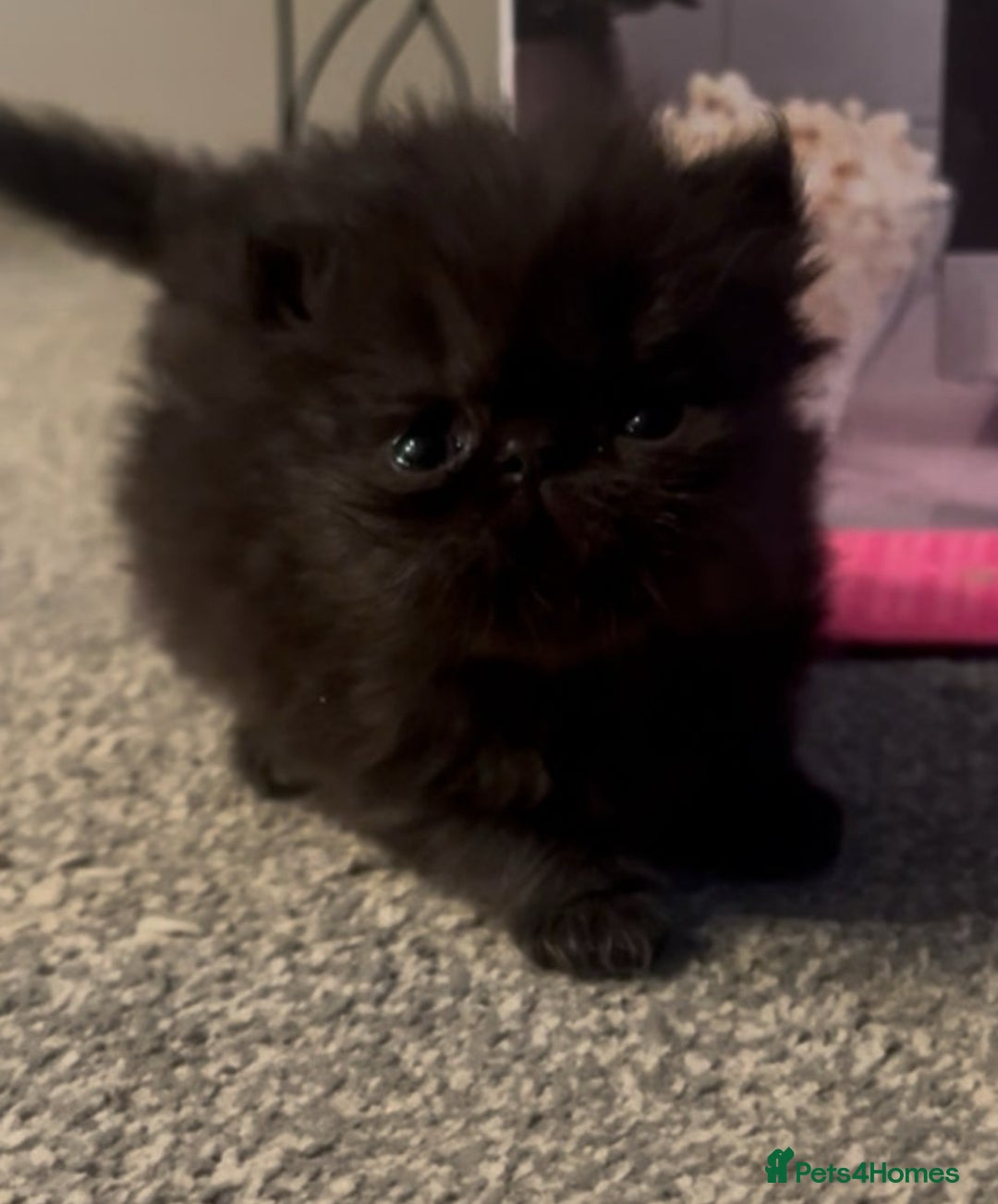Persian cats for sale: Gorgeous Persians gccf registered pkd neg   - Image 29