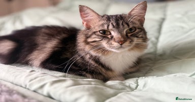 British Longhair cats X5 ragdoll xkitten polydactyl fluffy and chunky  - Advert 5