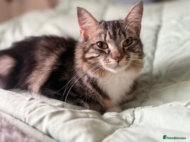 British Longhair cats X5 ragdoll xkitten polydactyl fluffy and chunky - Advert 5