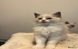 Ragdoll cats for sale: 💗💙5 x fluffy ragdoll kittens ready now💙 💗 - Advert 5