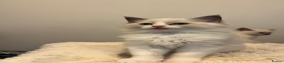 Ragdoll Kitten 3