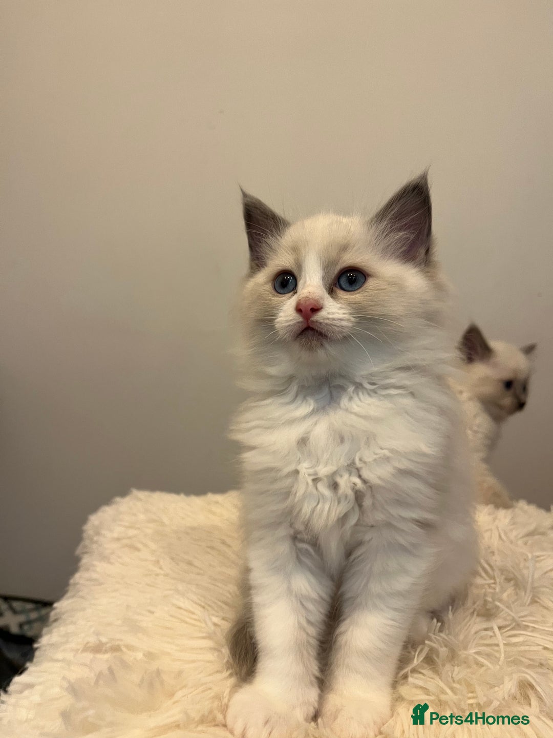 Ragdoll cats for sale: 💗💙5 x fluffy ragdoll kittens ready now💙 💗 - Advert 5