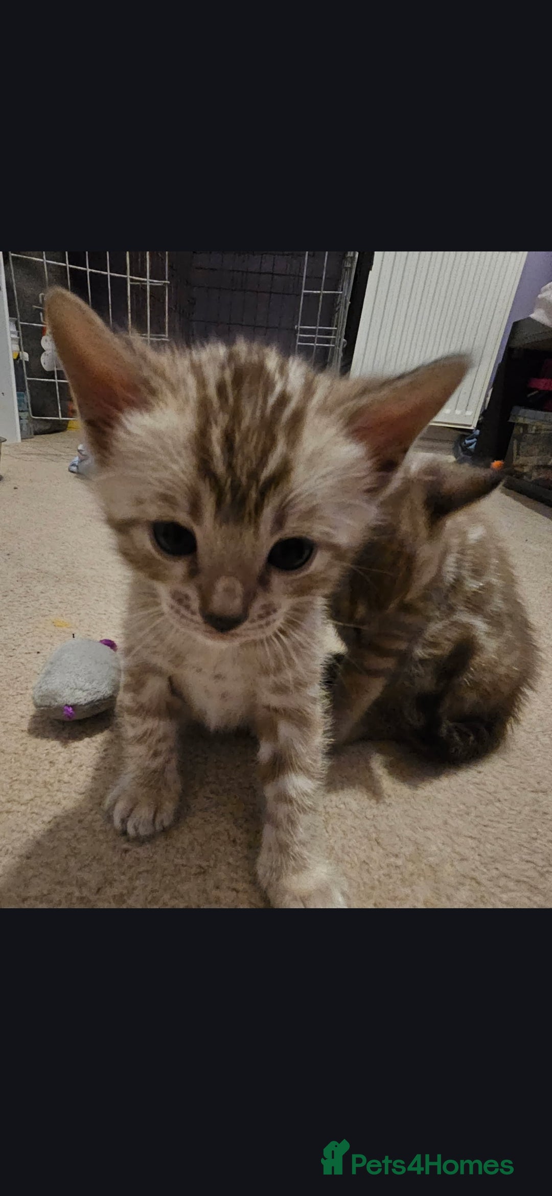 Bengal cats for sale: Bengal kittens - Advert 6