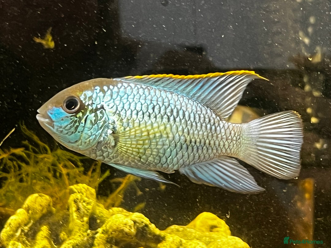Cichlids fish for sale: Juvenile electric blue acaras - Image 3