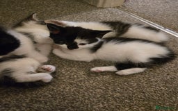 Mixed Breed cats for sale: Sweet kittens  - Image 4