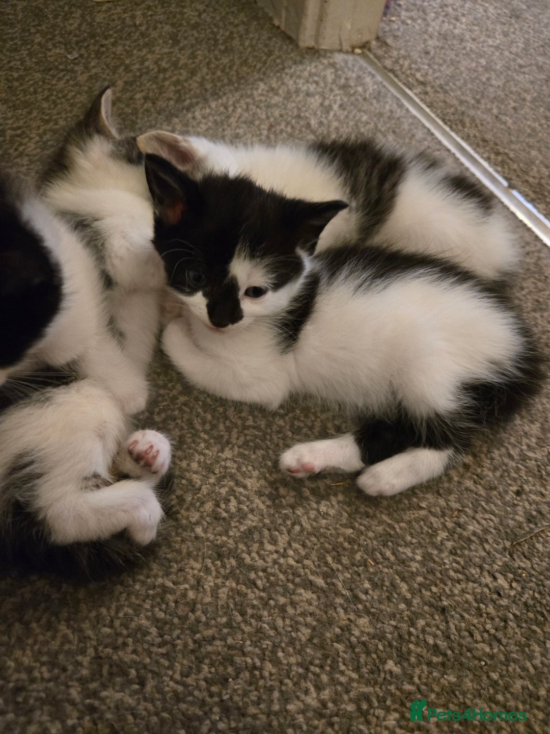 Mixed Breed cats for sale: Sweet kittens  - Image 4