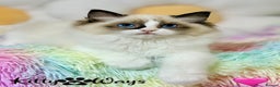 Ragdoll cats for sale: 🐾🩷TICA REG* SEAL BICOLOUR EU RAGDOLL KITTENS🩵🐾 - Advert 11