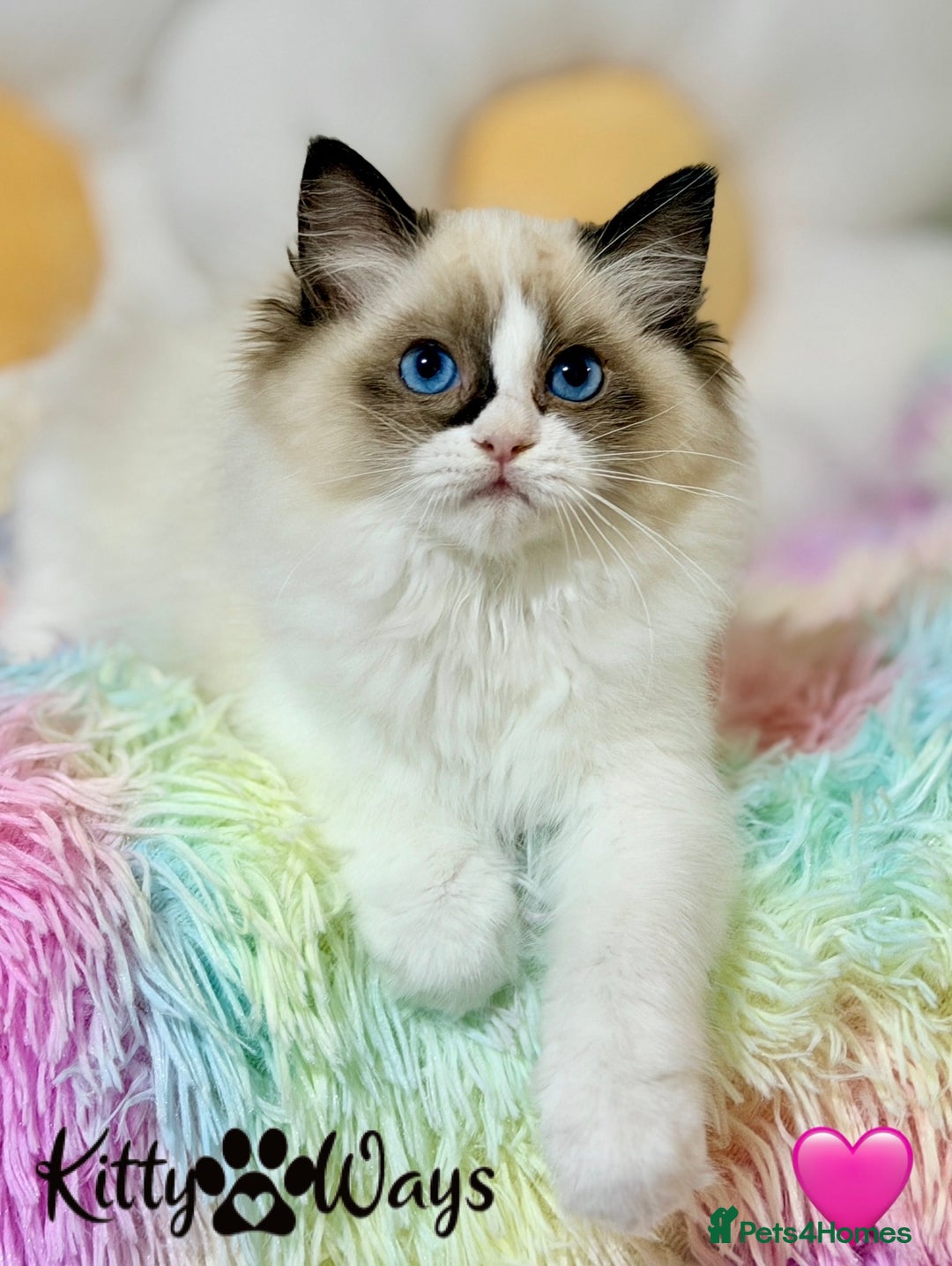 Ragdoll cats for sale: 🐾🩷TICA REG* SEAL BICOLOUR EU RAGDOLL KITTENS🩵🐾 - Advert 11