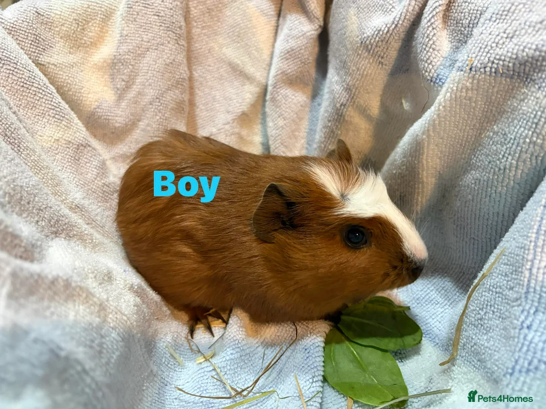Guinea Pig rodents for sale: Ready to leave - Male & Female Guinea pigs  - Advert 5