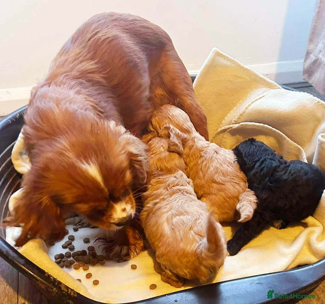 Cavapoo dogs for sale: TOY CAVAPOO PUPPIES mini - Advert 8