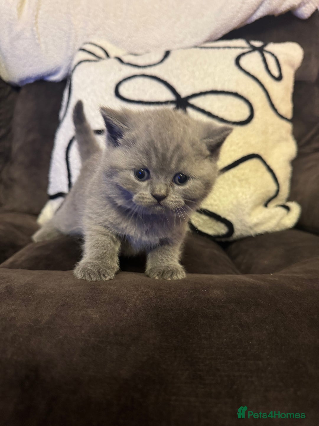 British Shorthair cats for sale: British Shorthair Kittens For Sale - Advert 13