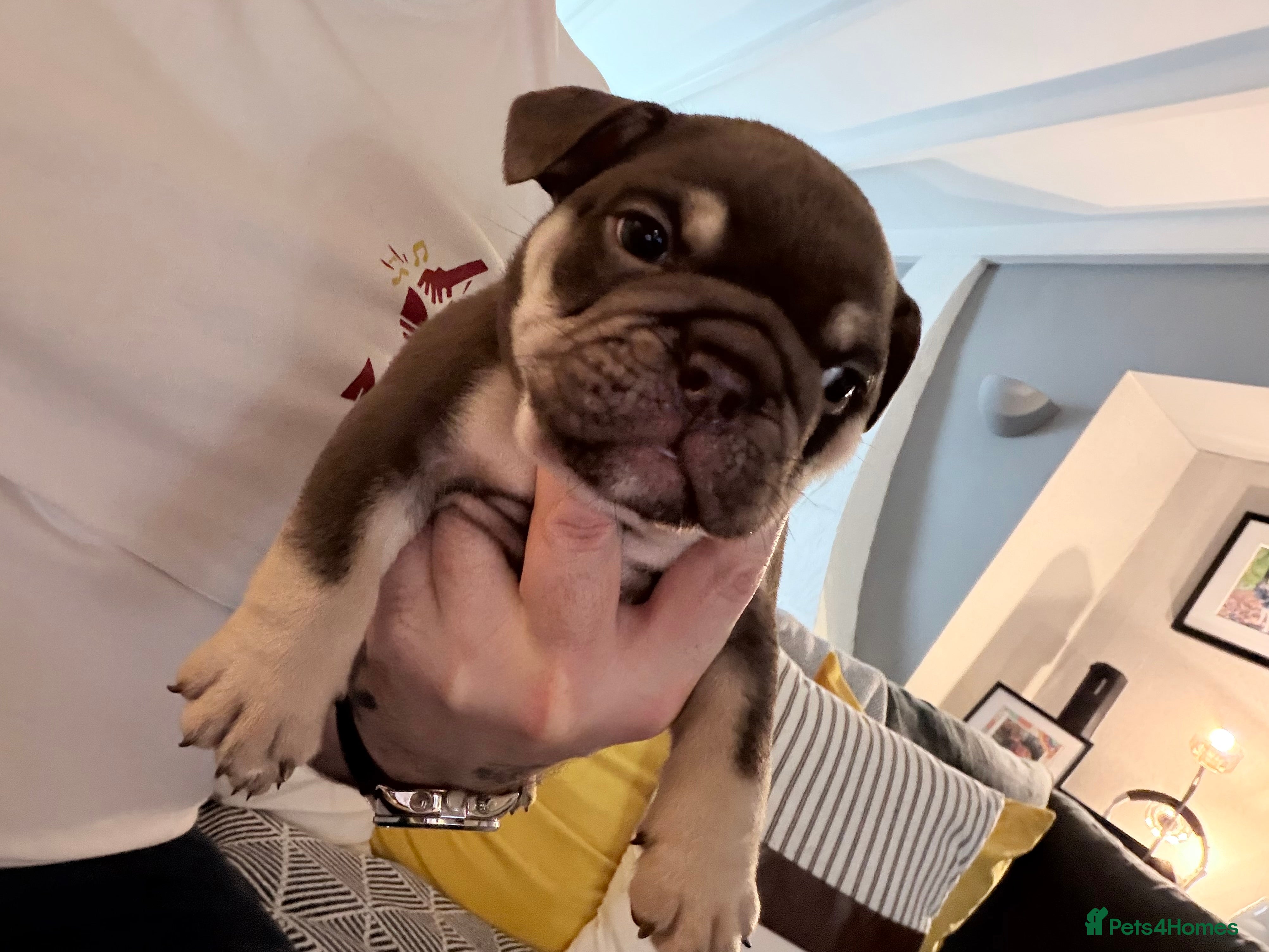 English Bulldog dogs 🏆 Elite KC English Bulldog Puppies – Swansea 🏆 - Advert 7
